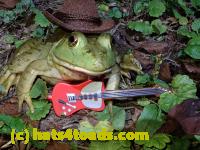 /home//u458753944/public_html/sourcegallery////////////////////////Frogs/Bullfrogs 2020-09 Upper Merion/P9280726.JPG